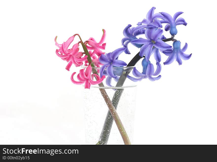 Pink and blue hyacinths in a glass vase