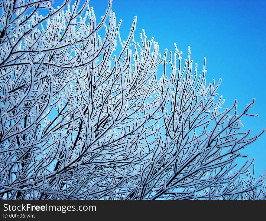 Snow-covered Tree