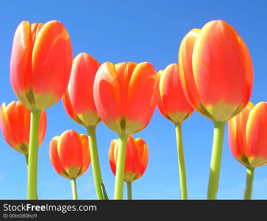 Southern California Tulips