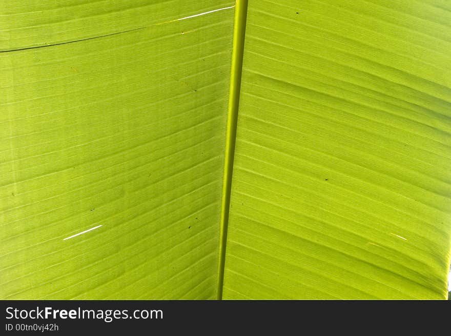 Green texture of banana leaf