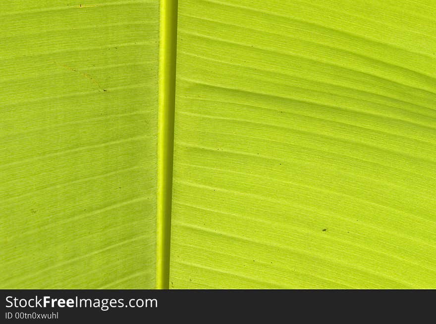 Green texture of banana leaf