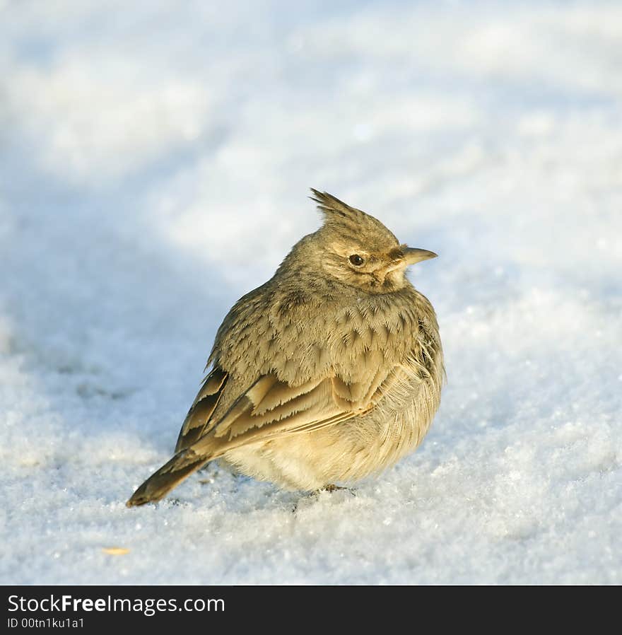 Tufted lark