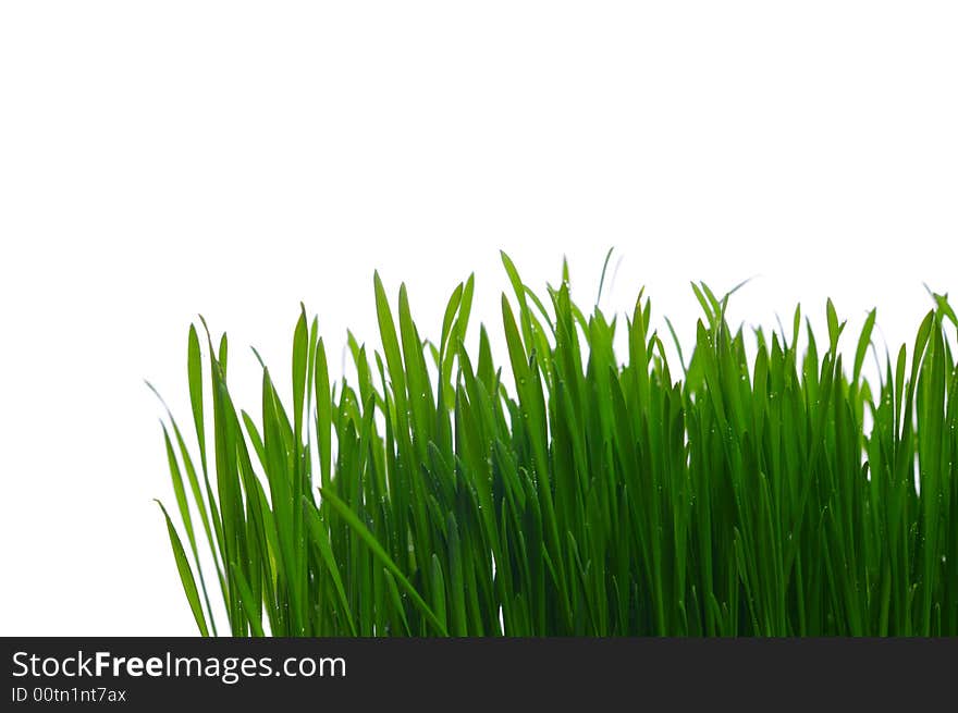 Green grass isolate on white background