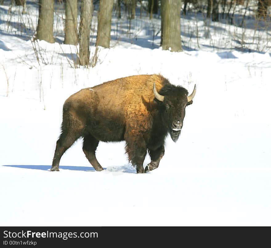 Bison. Russian wildlife, Voronezh area.