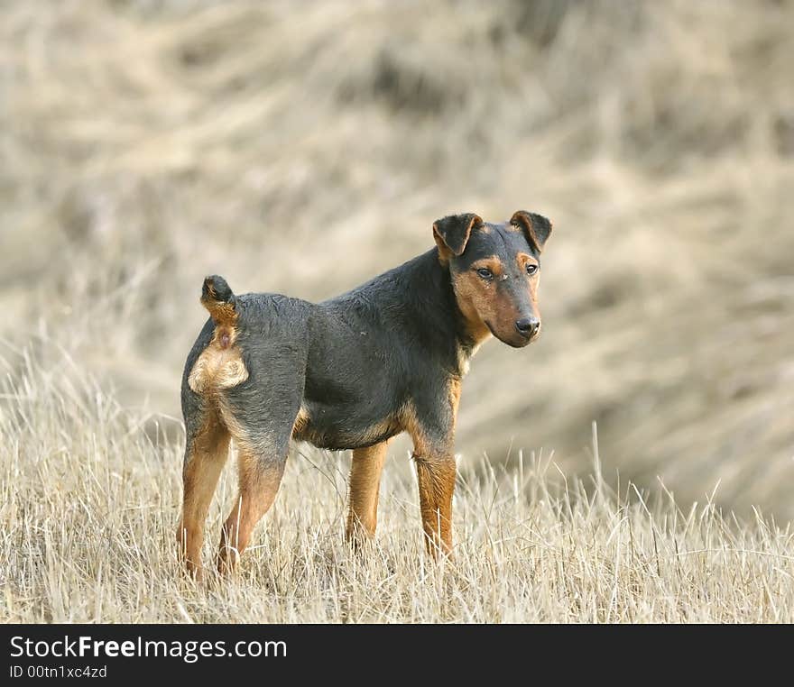 Fox terrier. Russian nature, Voronezh area.