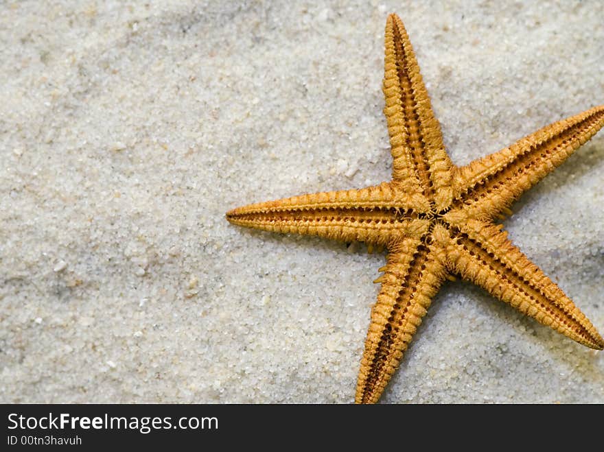 Starfish Close Up