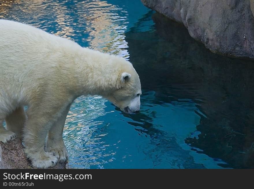 Polar bear looking in the water