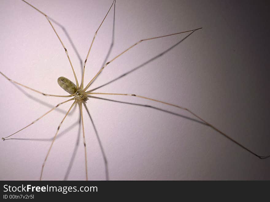 A close up shot of a spider