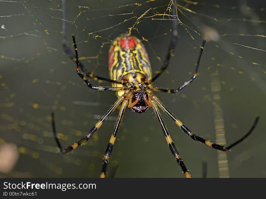 A close up shot of spider