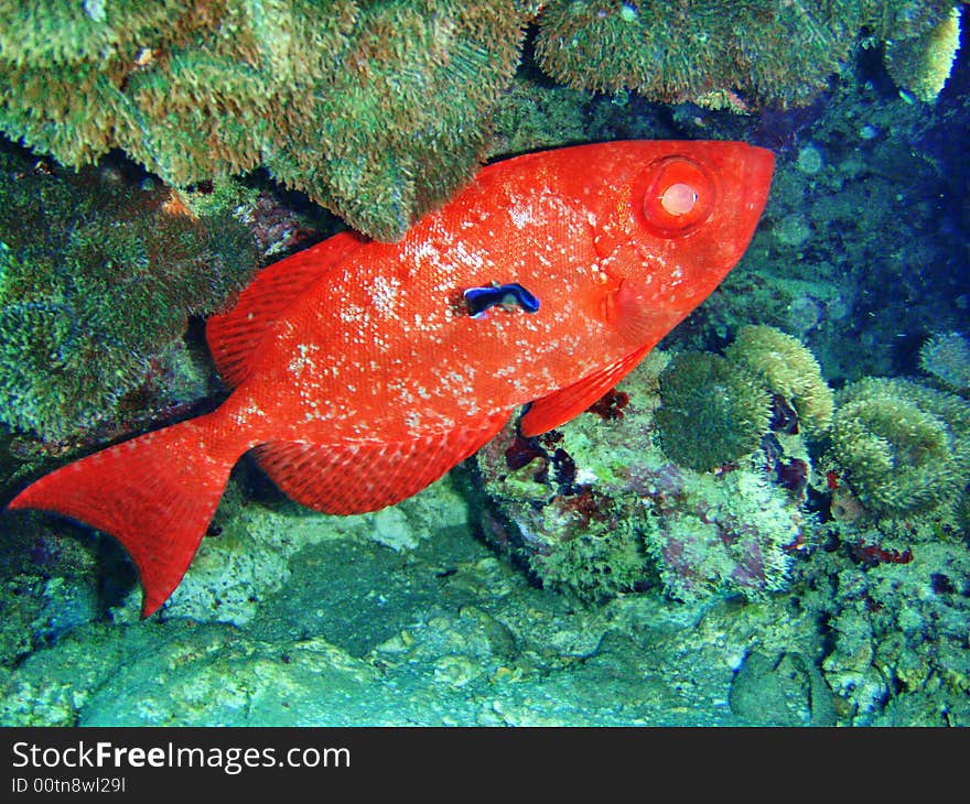 A Large Red Fish From The Red Sea