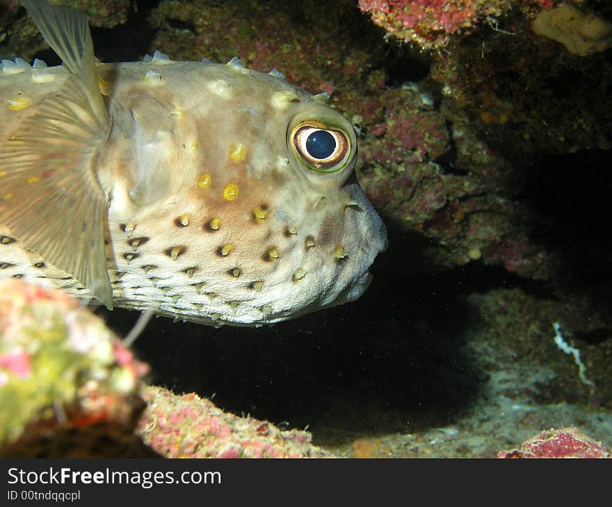 Head of puffer fish, Red sea. Head of puffer fish, Red sea.