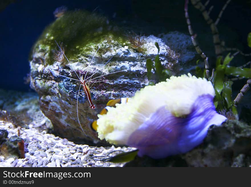 Pacific striped cleaner shrimp underwater