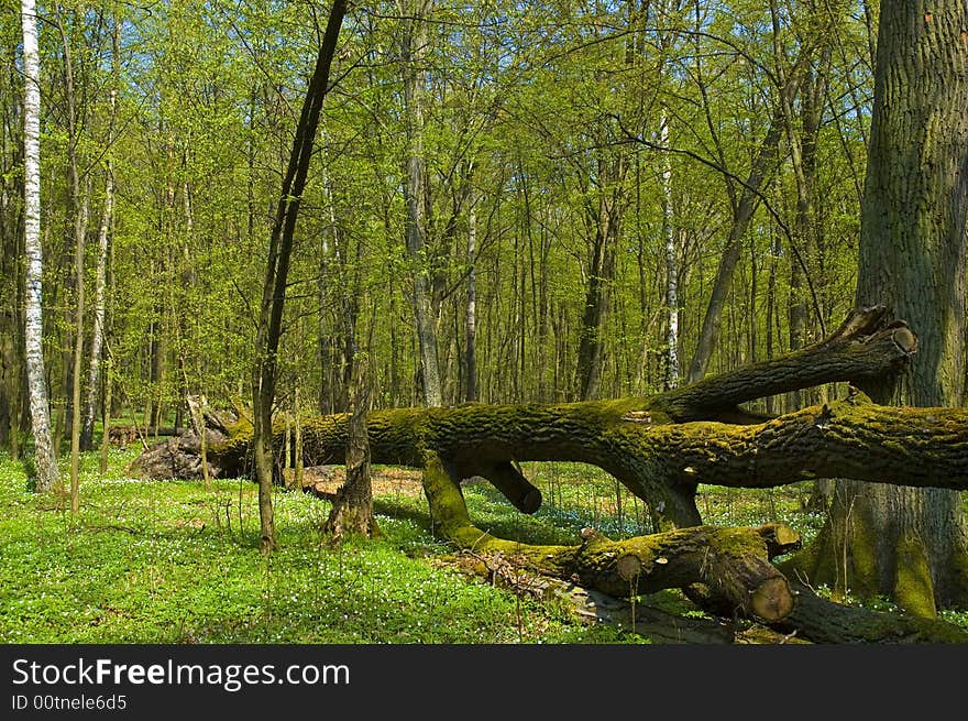 Tree rolled-over in forest