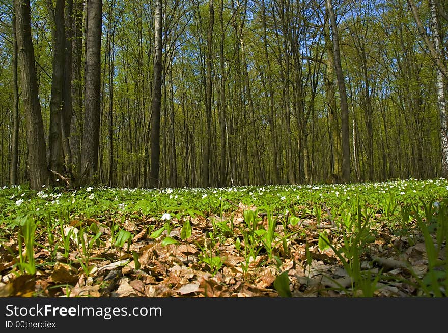 Spring in forest. Central of Poland