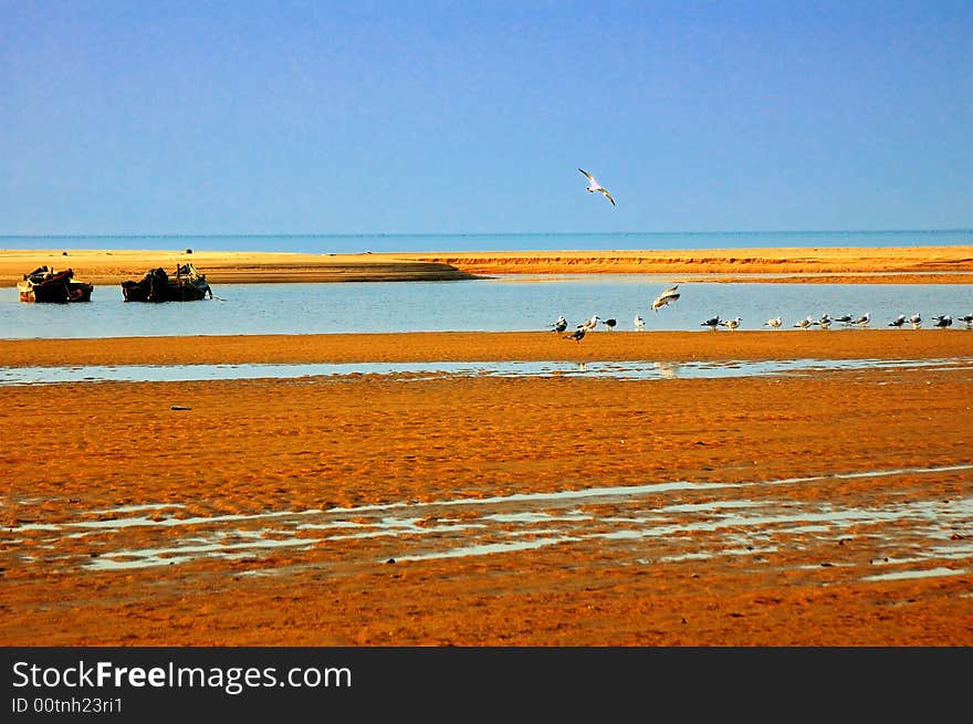 Sea gull, fishermen, very coordinated landscape. Sea gull, fishermen, very coordinated landscape