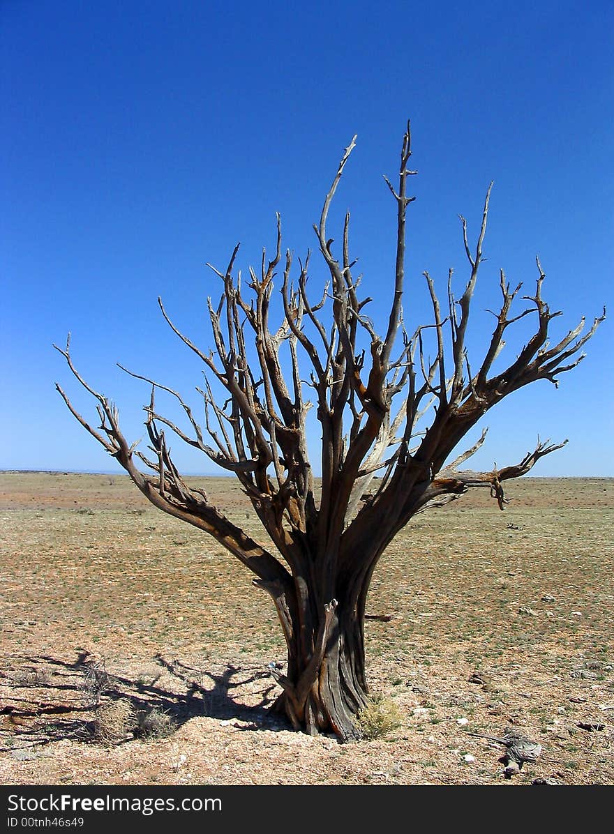 Tree Branch in Desert