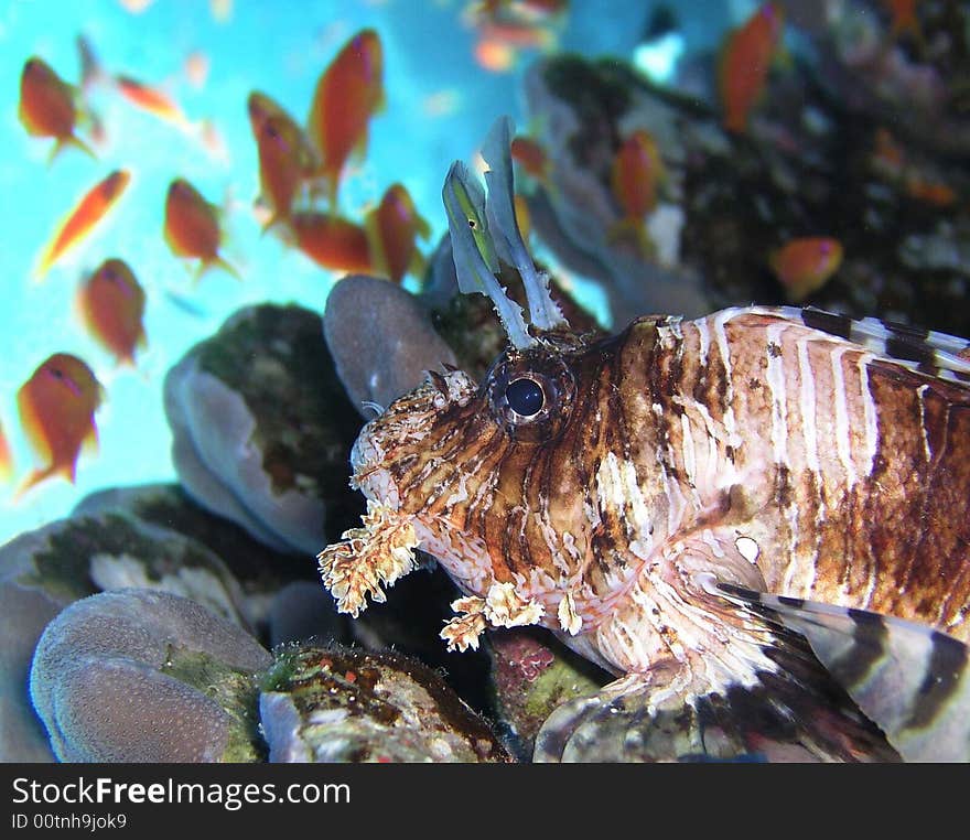 Lion fish before attack, Red sea.