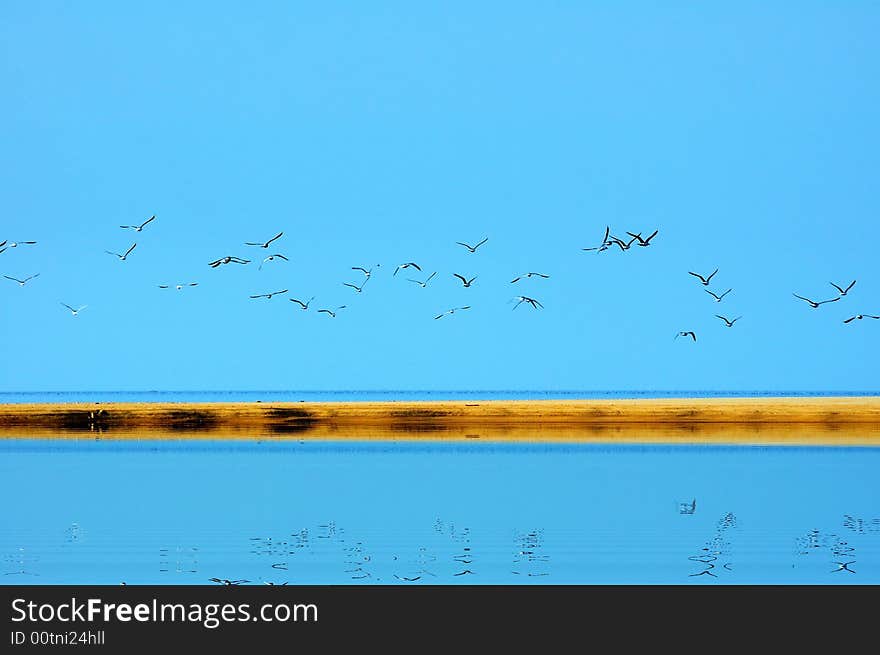 Seagulls, sea and the beach