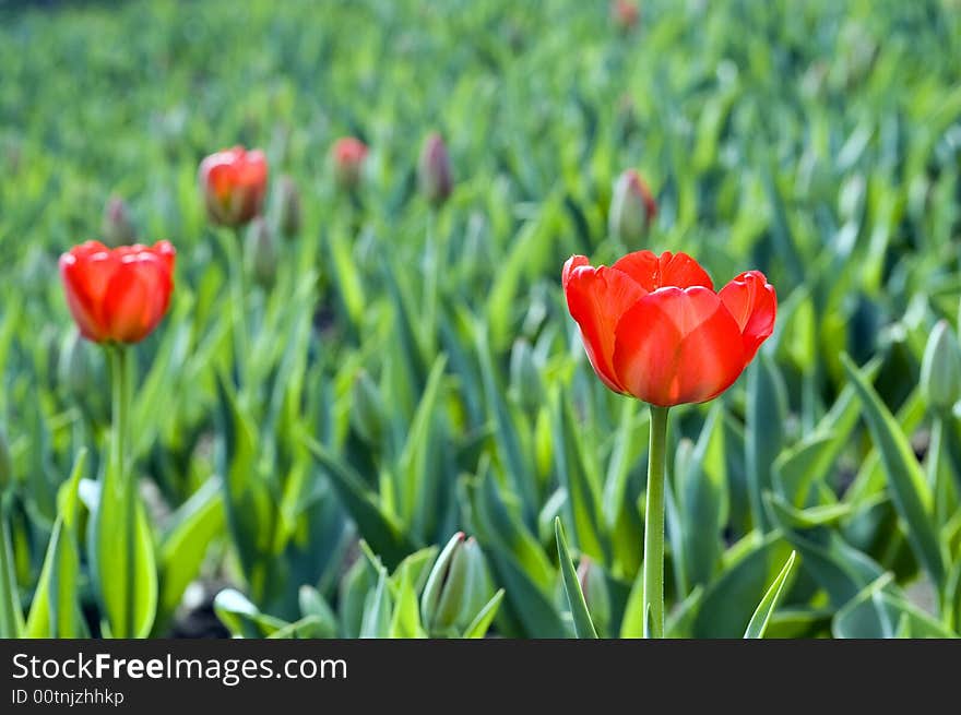 Red flower