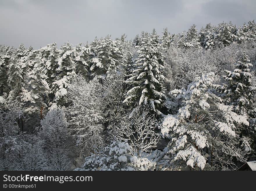 Winter at the woods