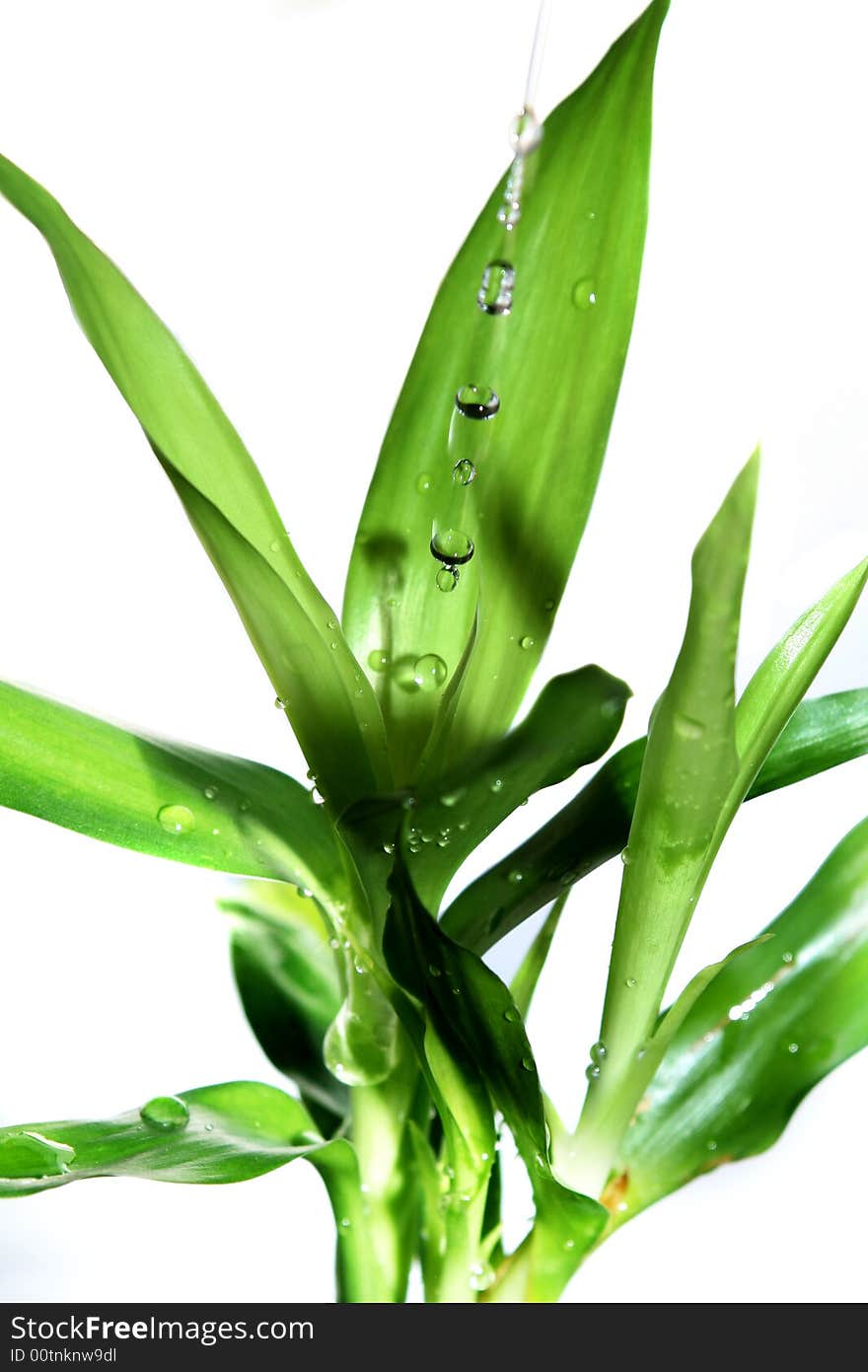 Leaf and beautiful drops of water. Leaf and beautiful drops of water