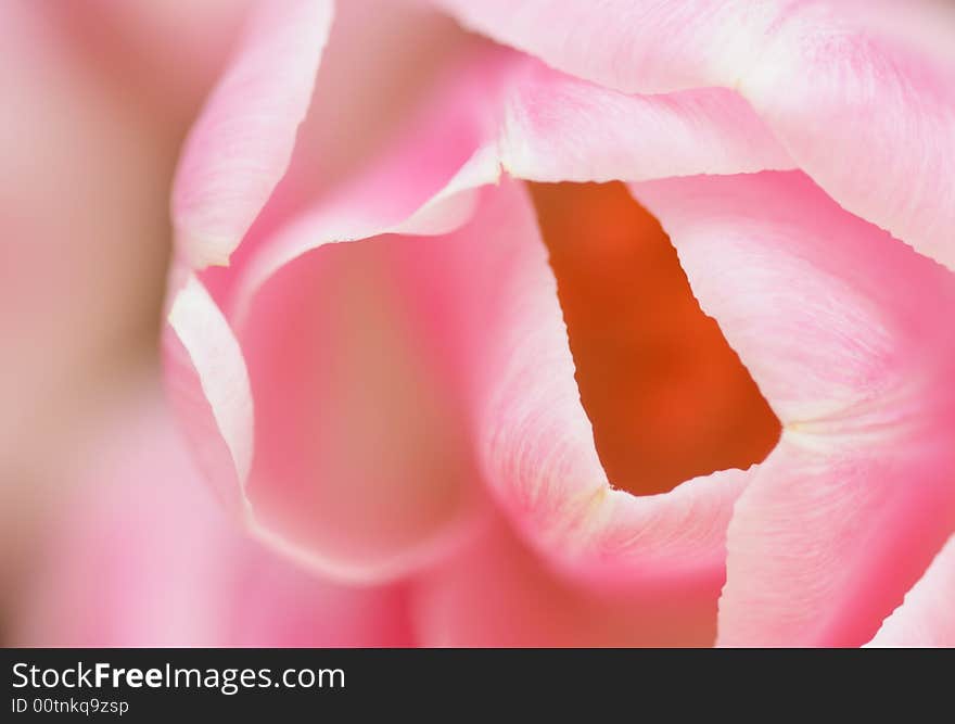 Closeup pink tulip