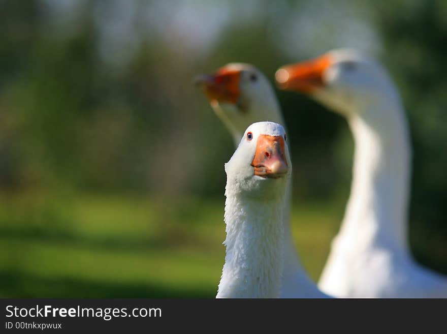 Tree goose on a fresh air in the garden