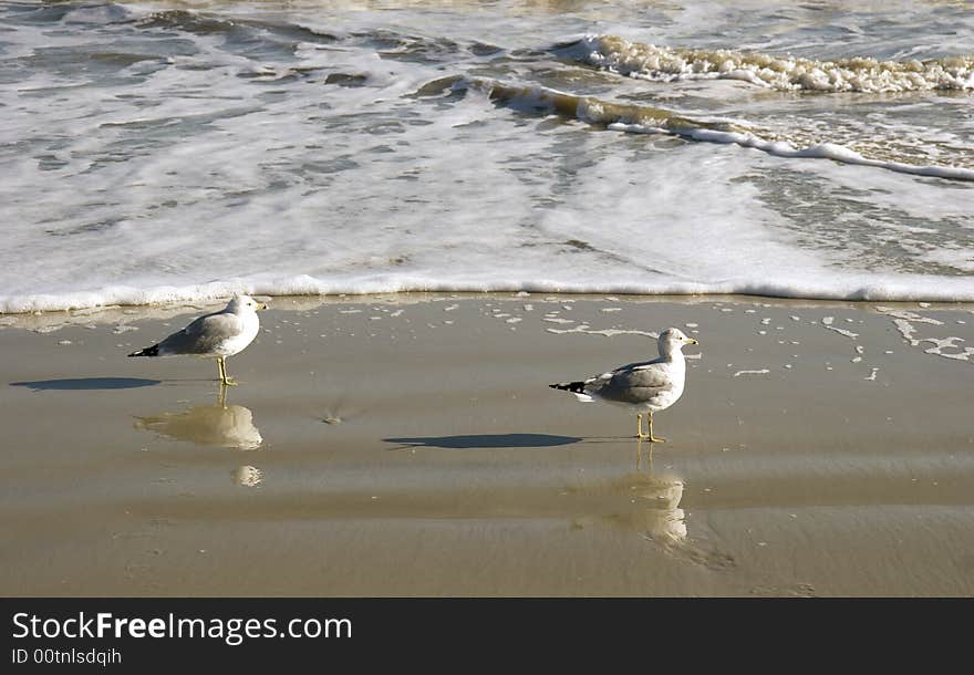 Two Gulls in Surf