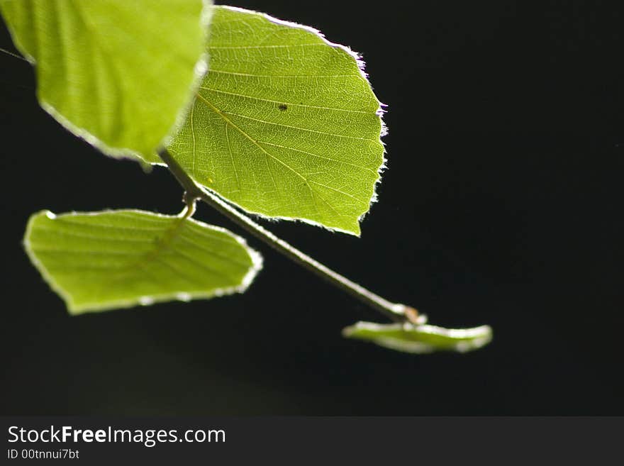 Beech leaves on black