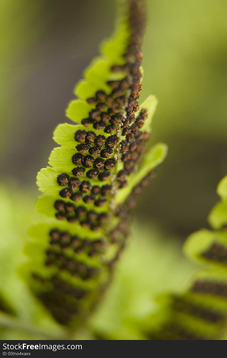 Fern spores