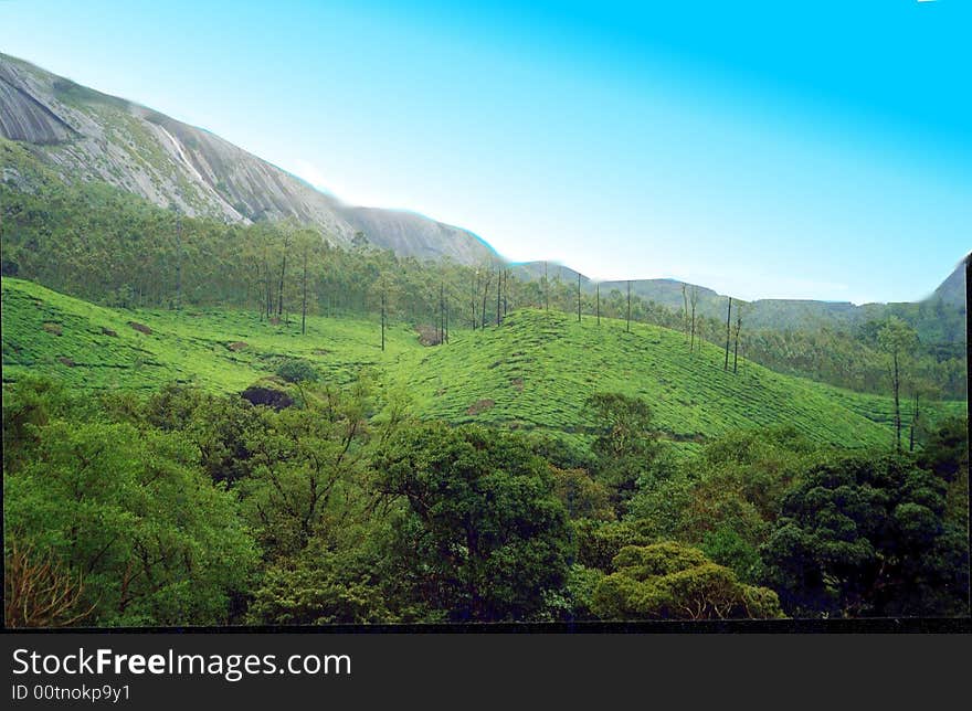 Tea estate surrounded by hill on one side.