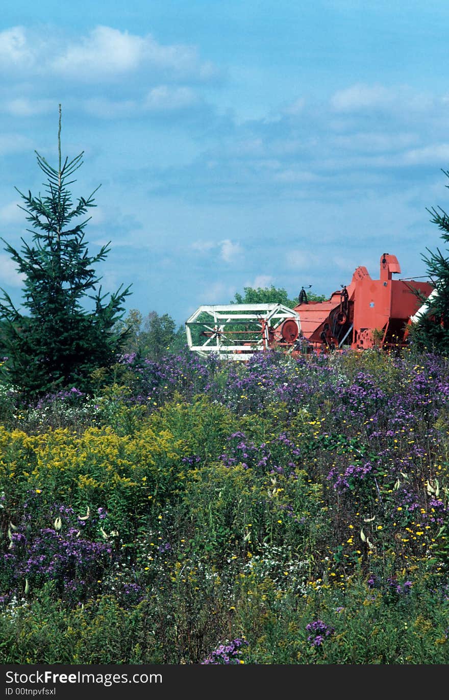 A thresher at work