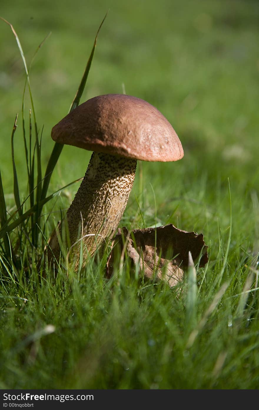 Brown Birch Bolete fungus, Leccinum Scabrum