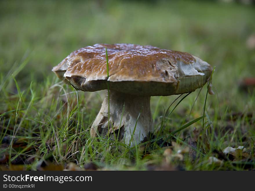 Old Cep mushroom, Boletus Edulis