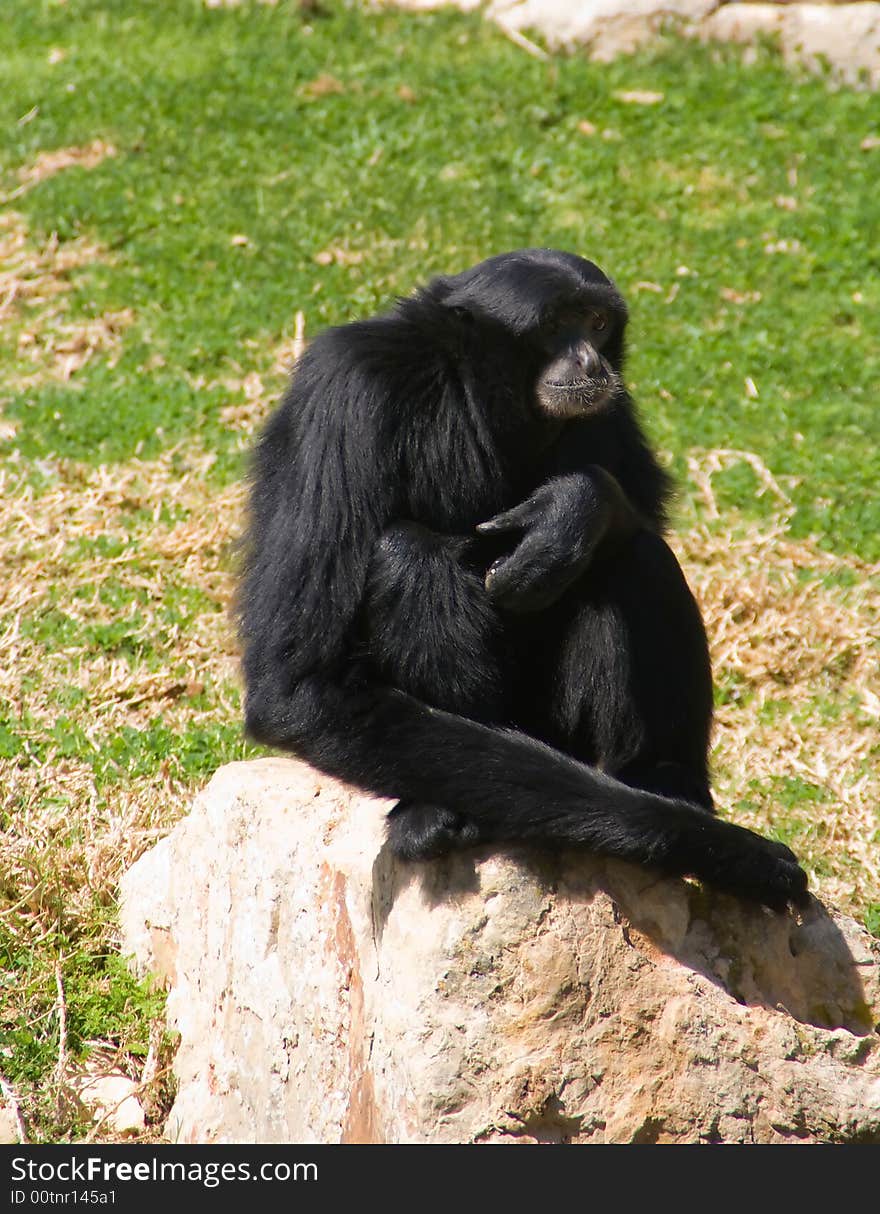 Monkey in relaxed pose on a rock