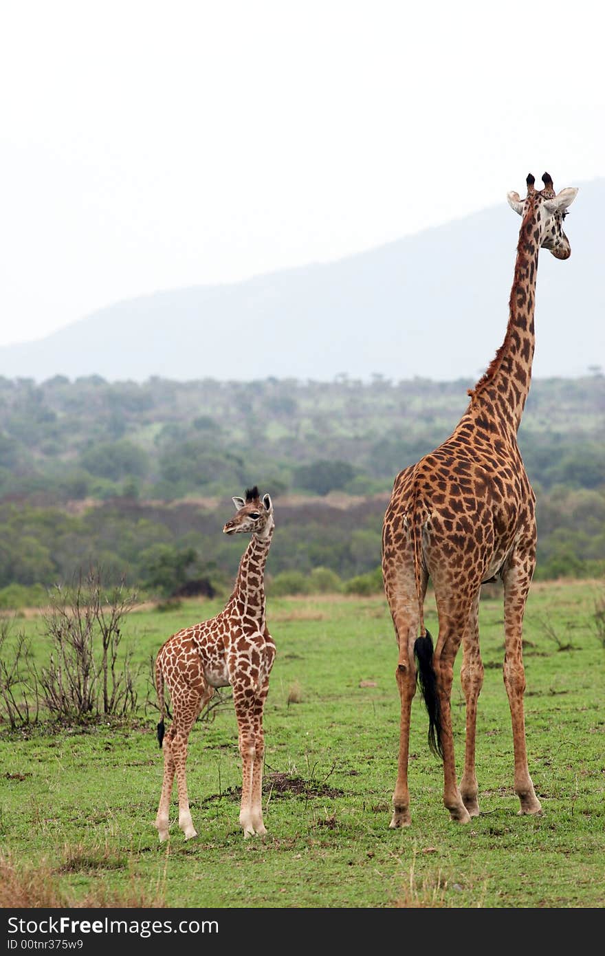 A couple of giraffe grazing in the masai mara reserve