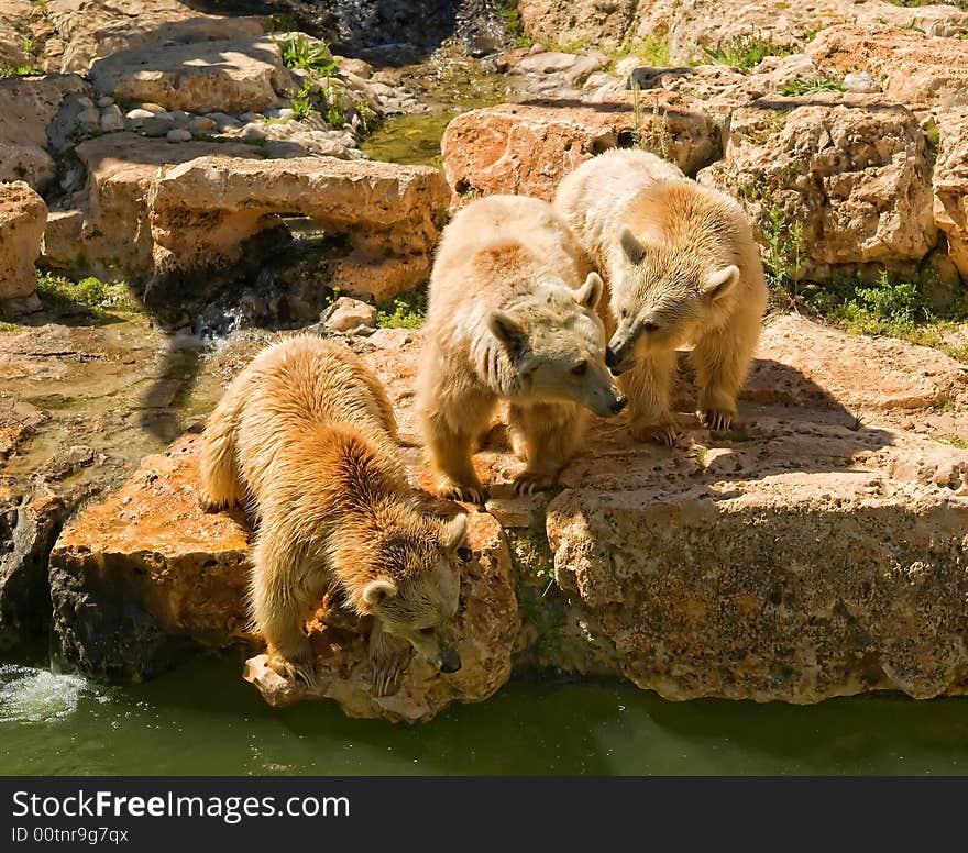 Three bears in Jeruselem Zoo