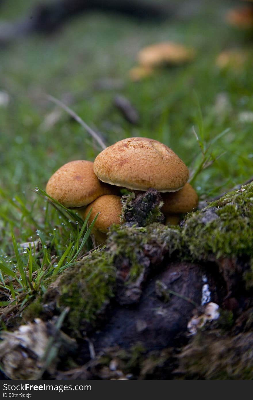 Young fruiting bodies of the Honey Fungus, Armillaria Mellea, in the New Forest