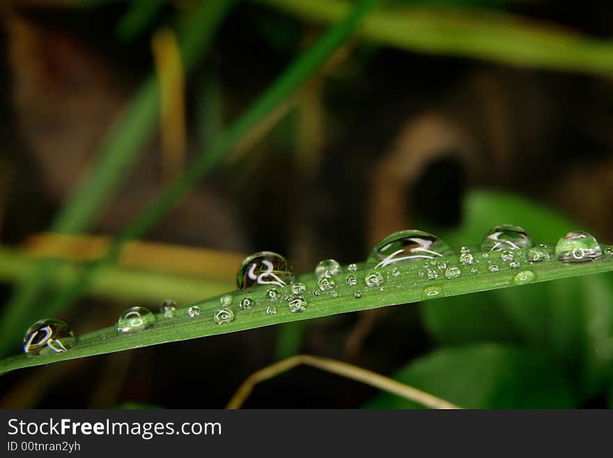 Tiny drops on the grass leaf