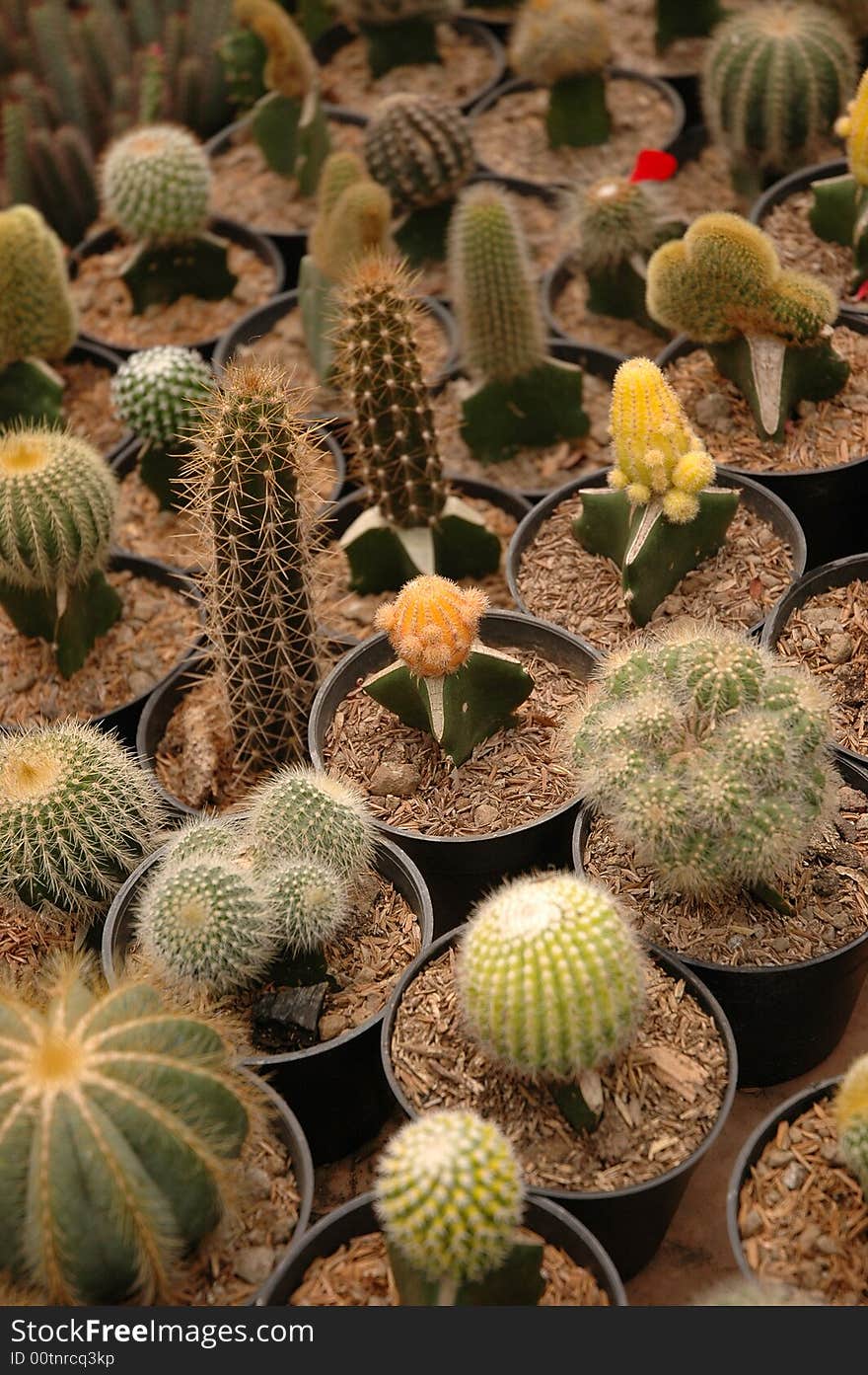 Surface of group of cactus