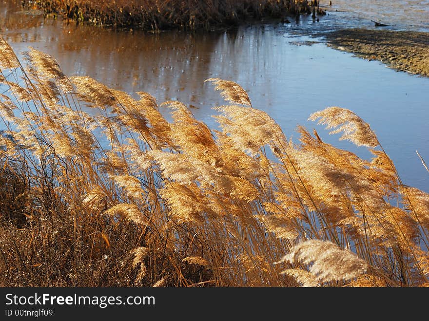 THE BULRUSH