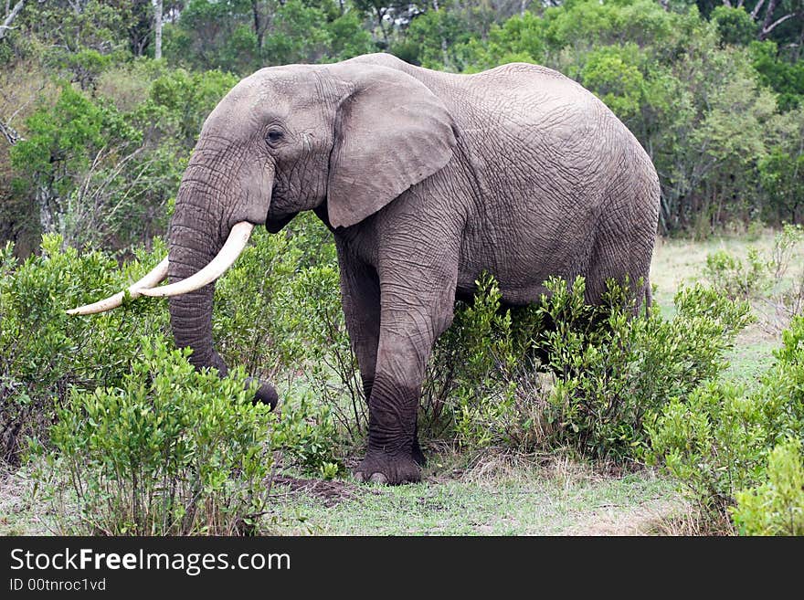 En elephant eating in the reserve of the masai mara. En elephant eating in the reserve of the masai mara