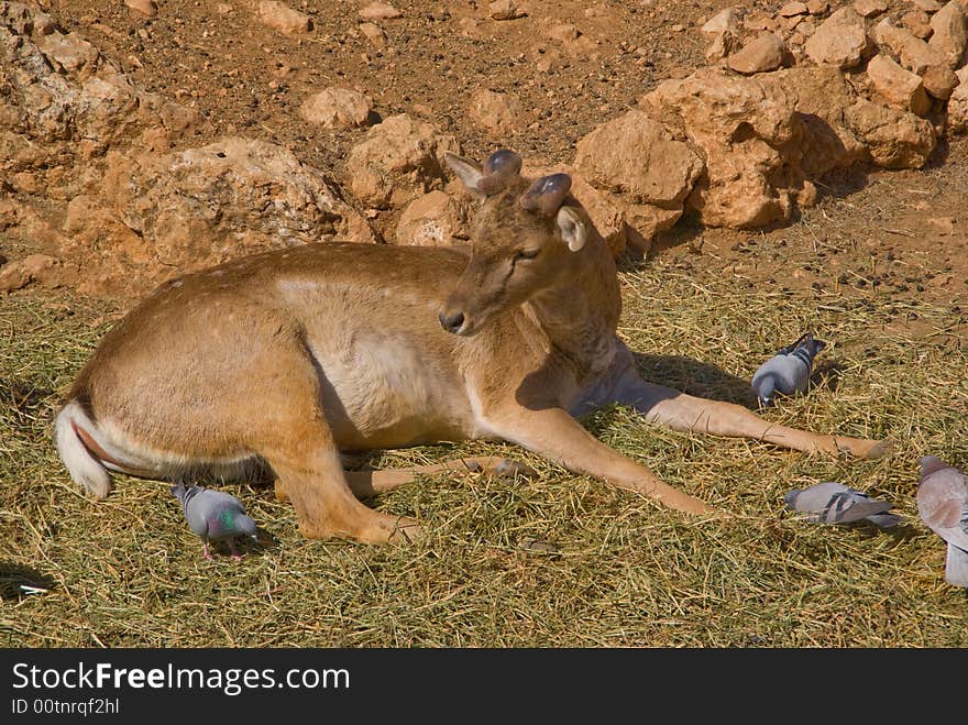 Doe in Jerusalem zoo