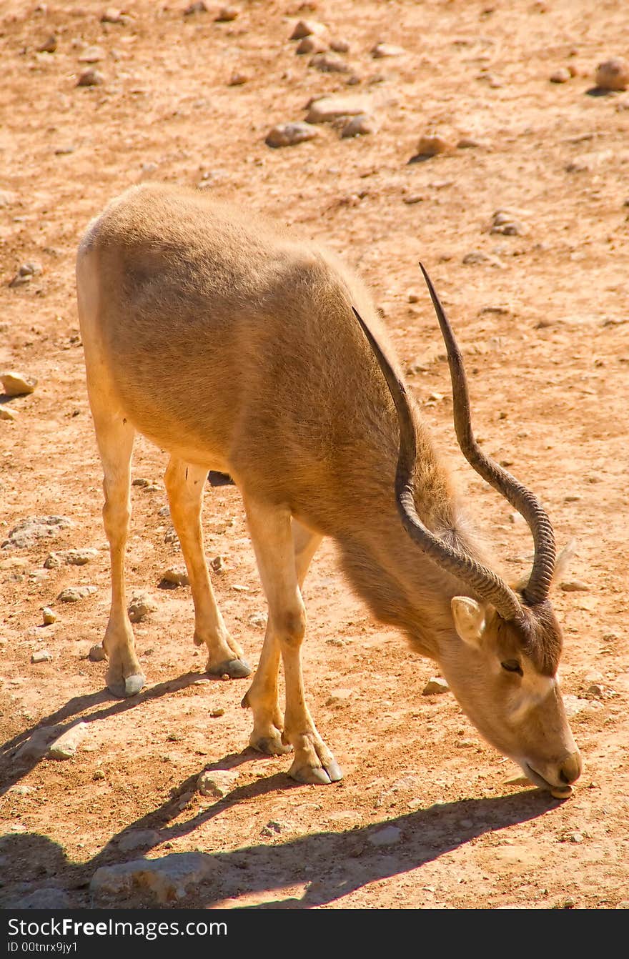 Longhorn Antelope