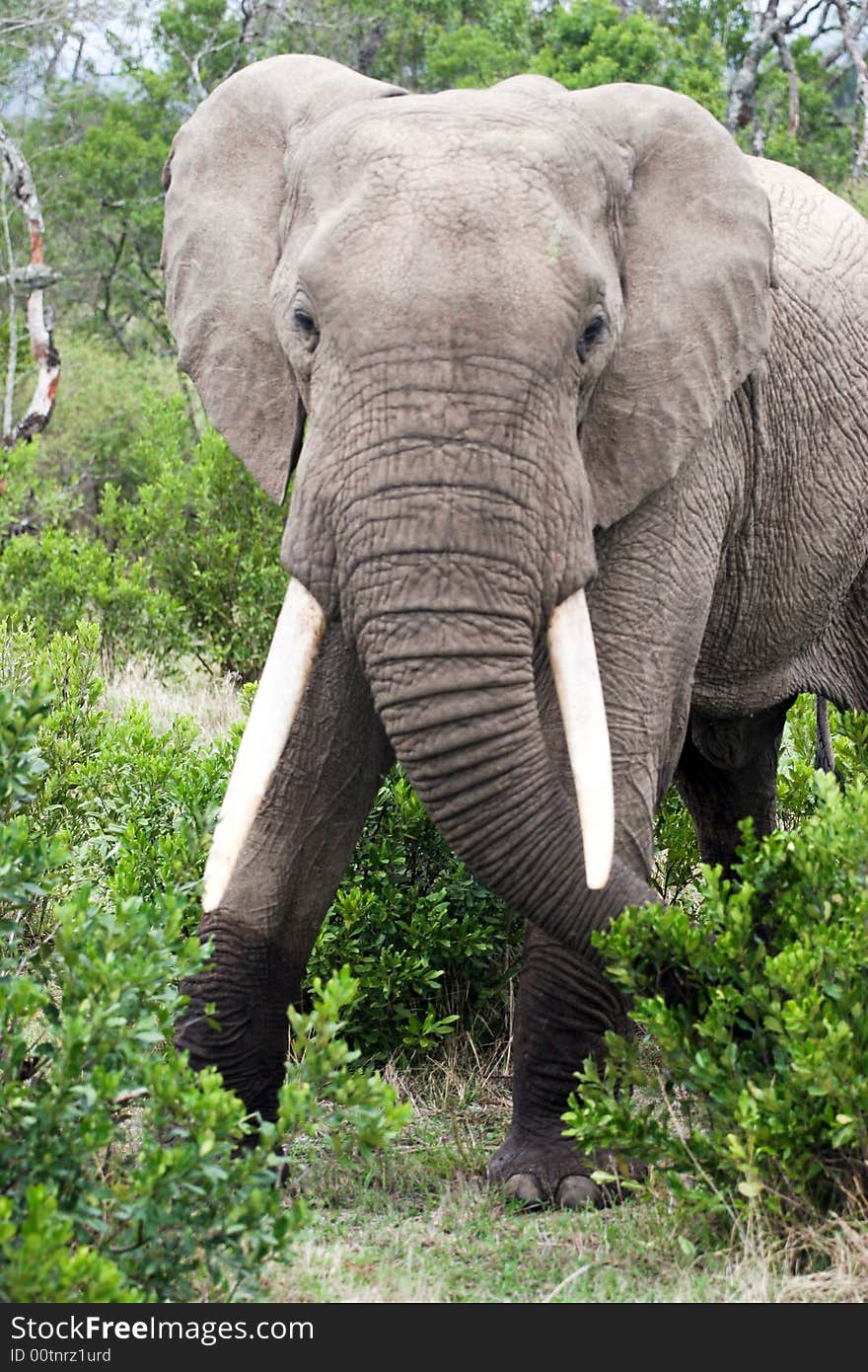 En elephant eating in the reserve of the masai mara. En elephant eating in the reserve of the masai mara