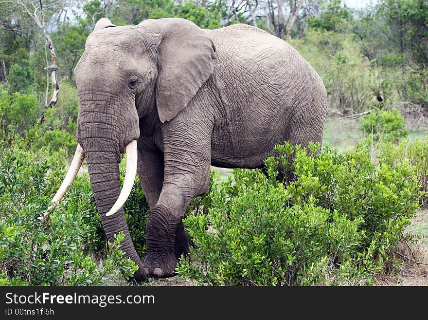 En elephant eating in the reserve of the masai mara. En elephant eating in the reserve of the masai mara