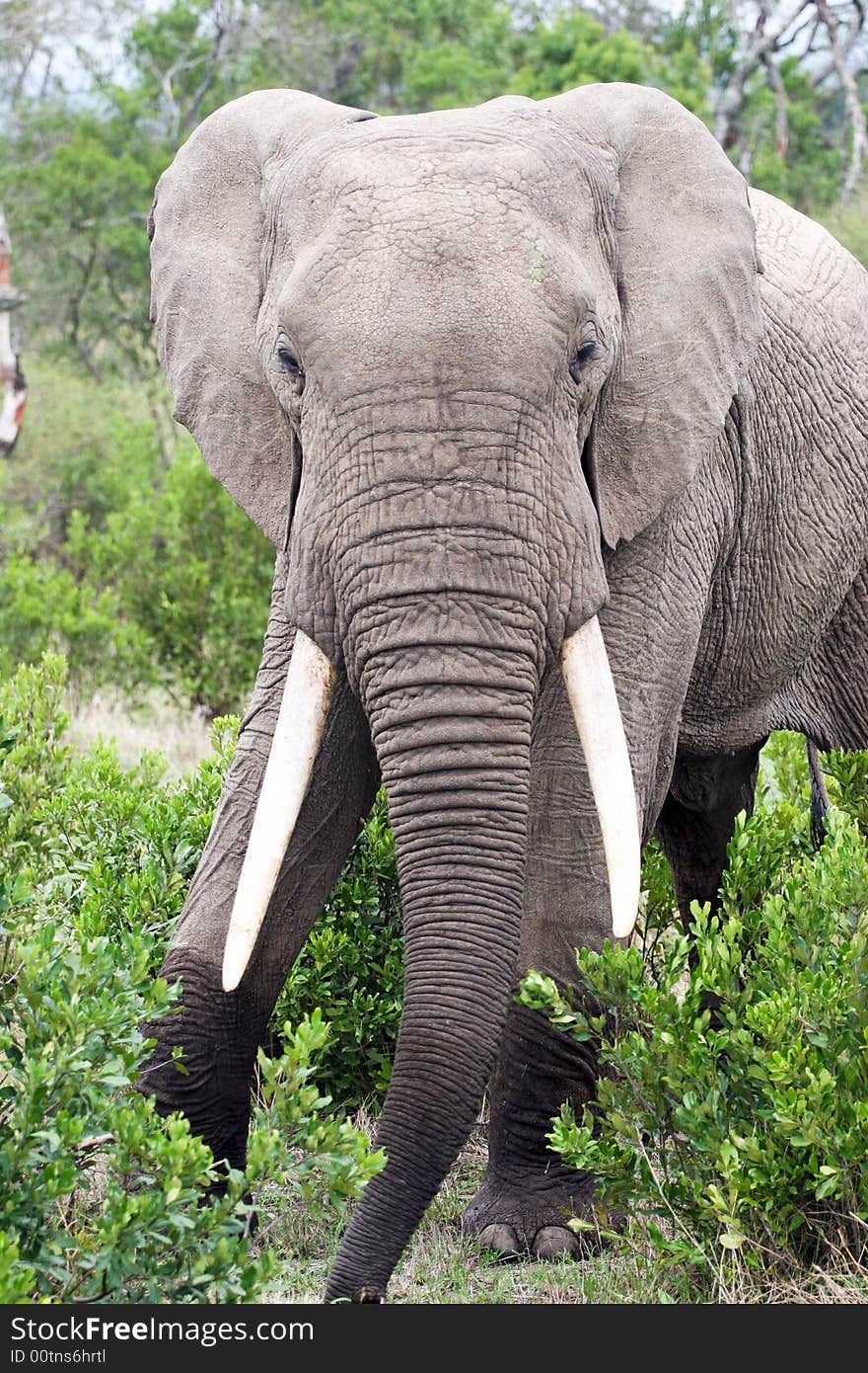 En elephant eating in the reserve of the masai mara. En elephant eating in the reserve of the masai mara