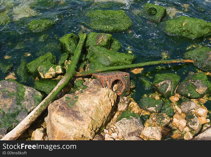 Moss On A Sea Stones