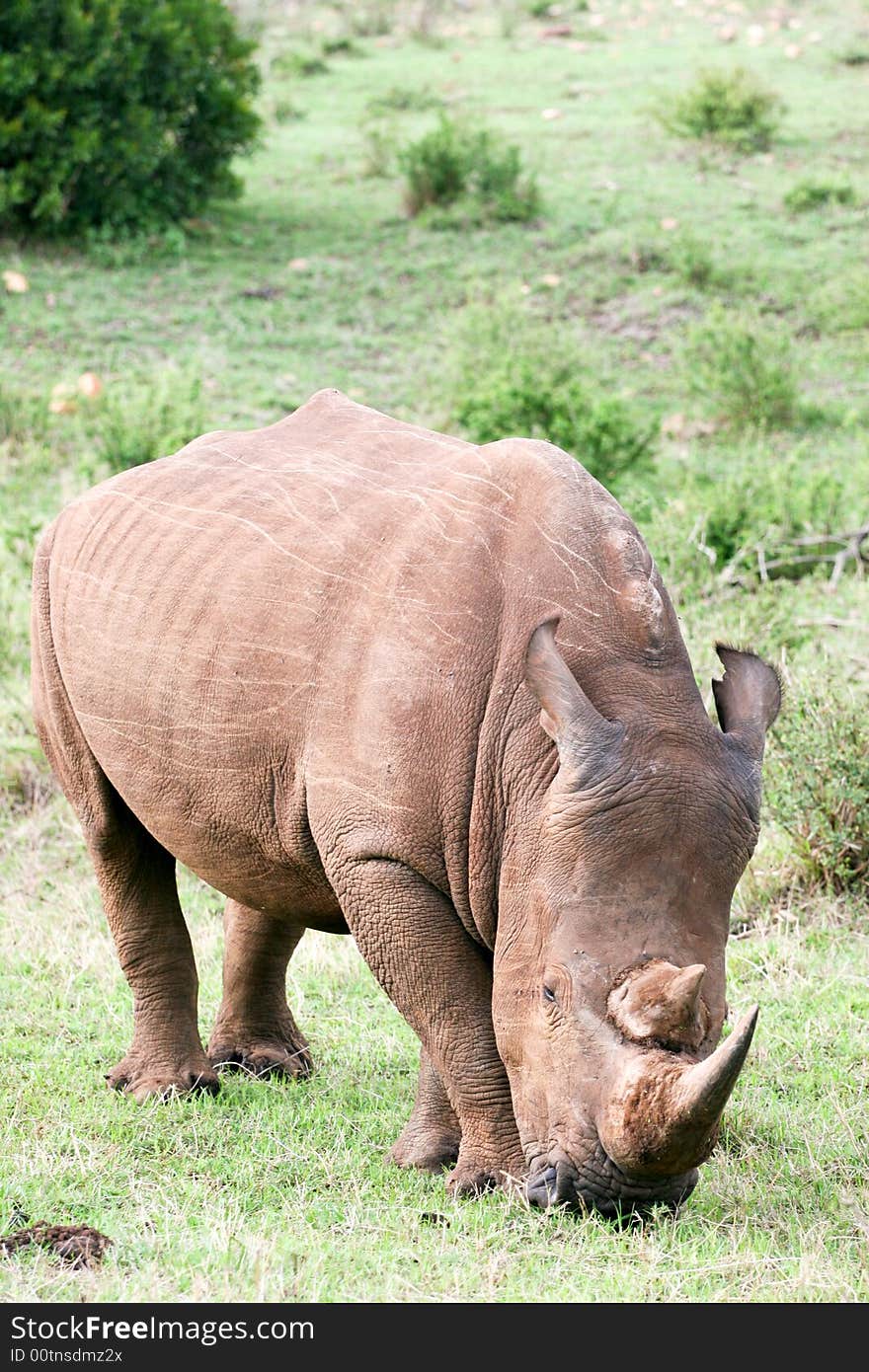 White rhino