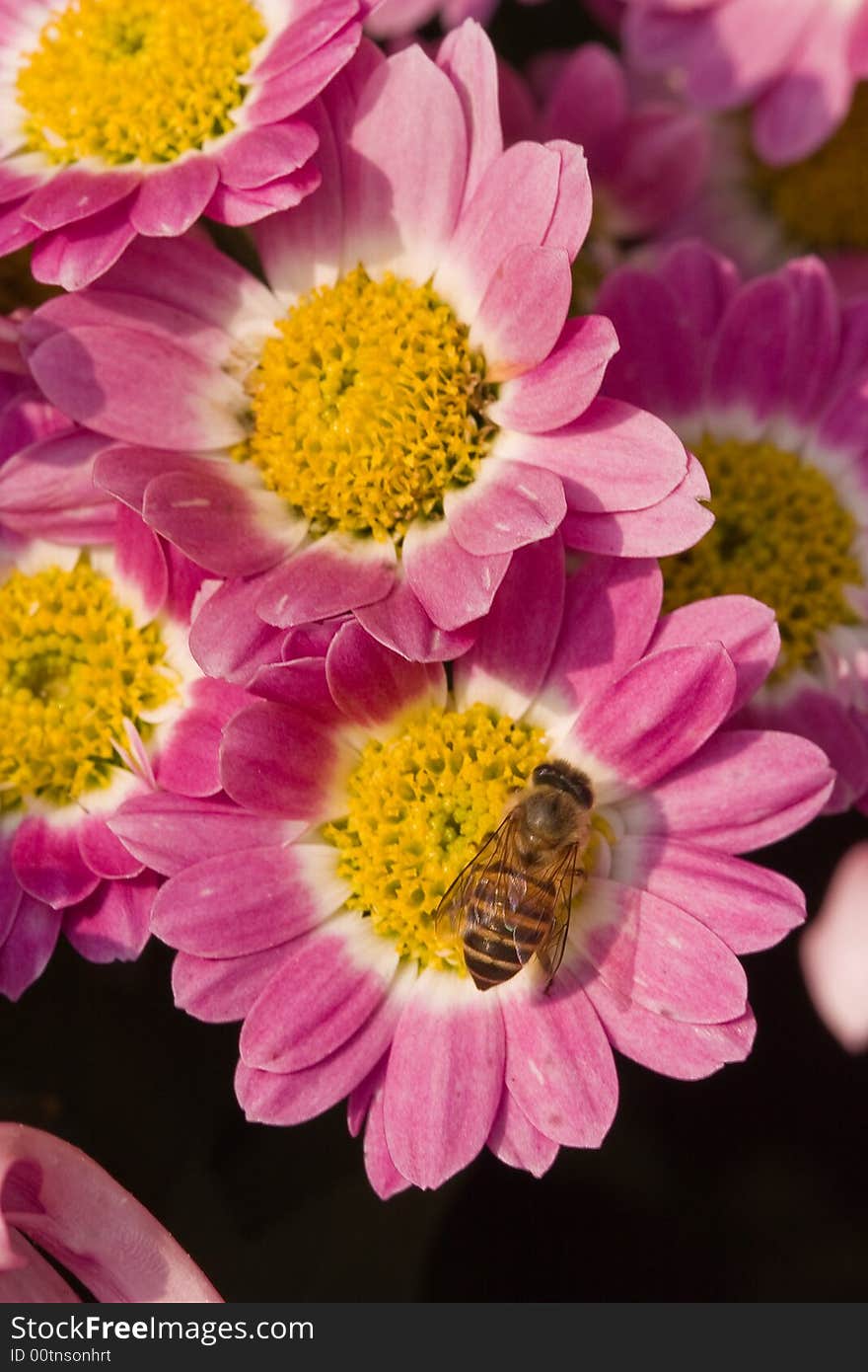 Chrysanthemum bloom ,a bee is collecting the nectar and dust